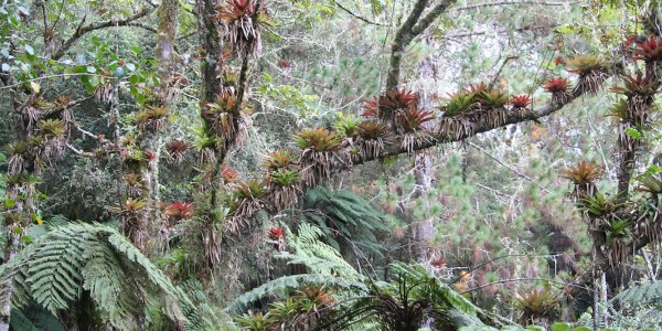 Parc Macaya 1