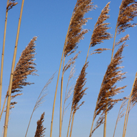 Phragmites Group