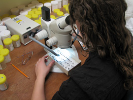 Ecology Laboratories